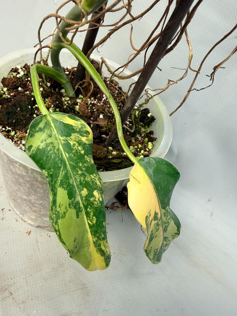 Philodendron Domesticum Variegata XXL  5