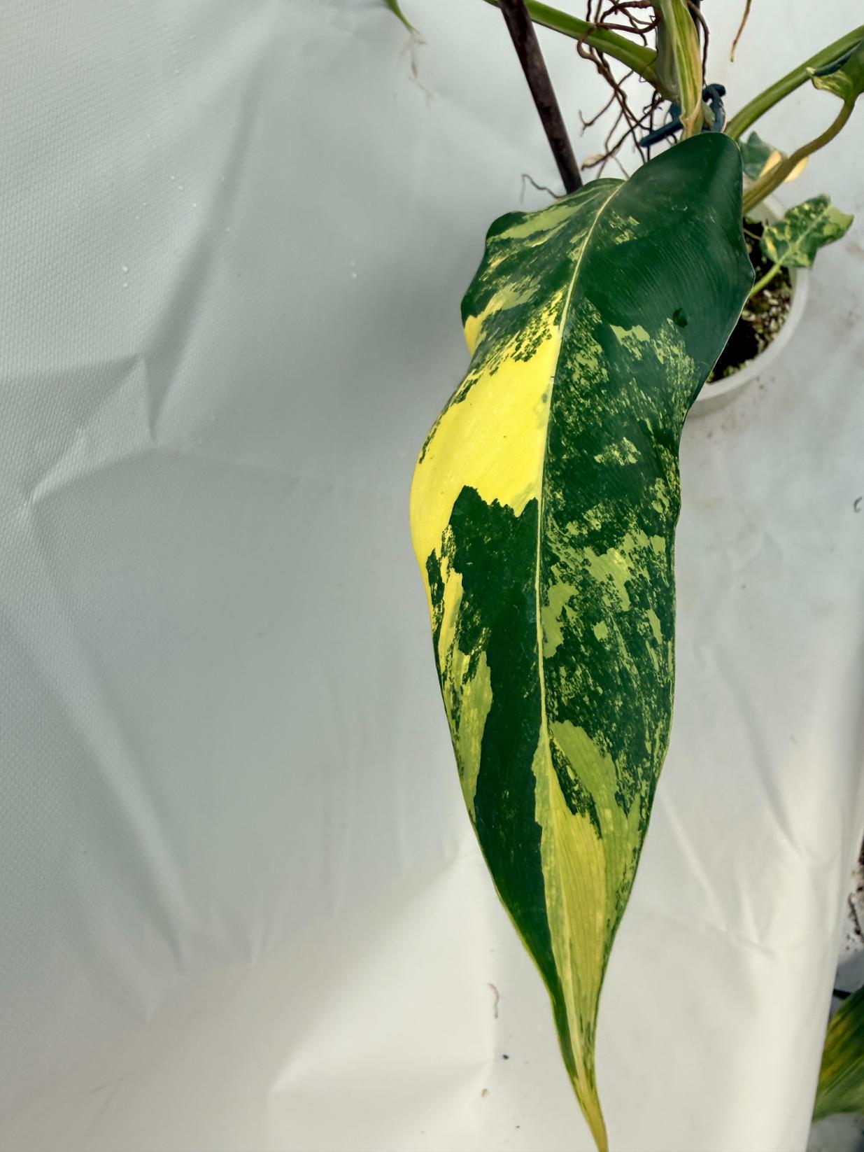 Philodendron Domesticum Variegata XXL  6