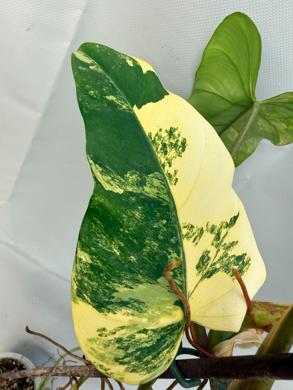 Philodendron Domesticum Variegata XXL  7