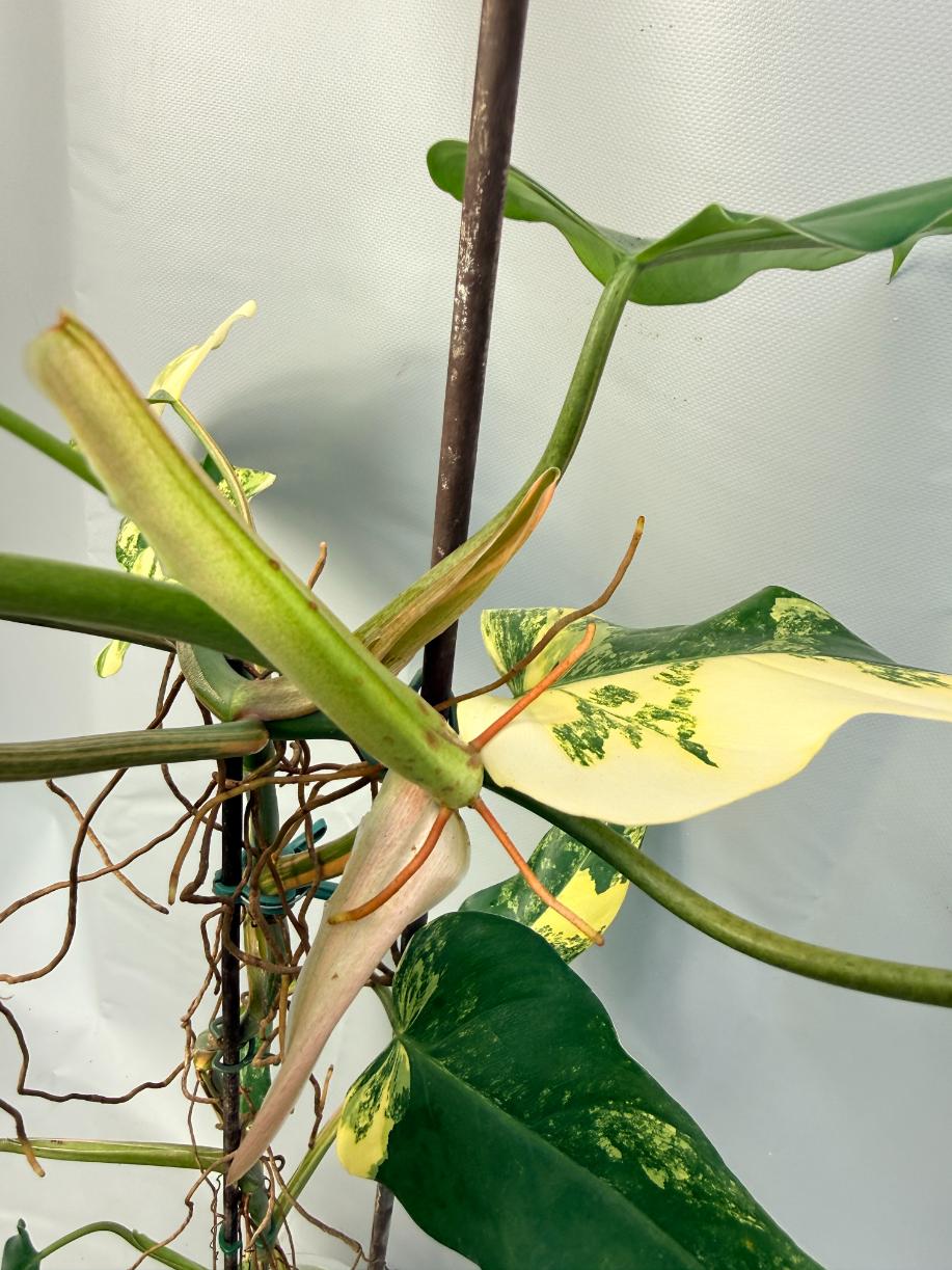 Philodendron Domesticum Variegata XXL  8