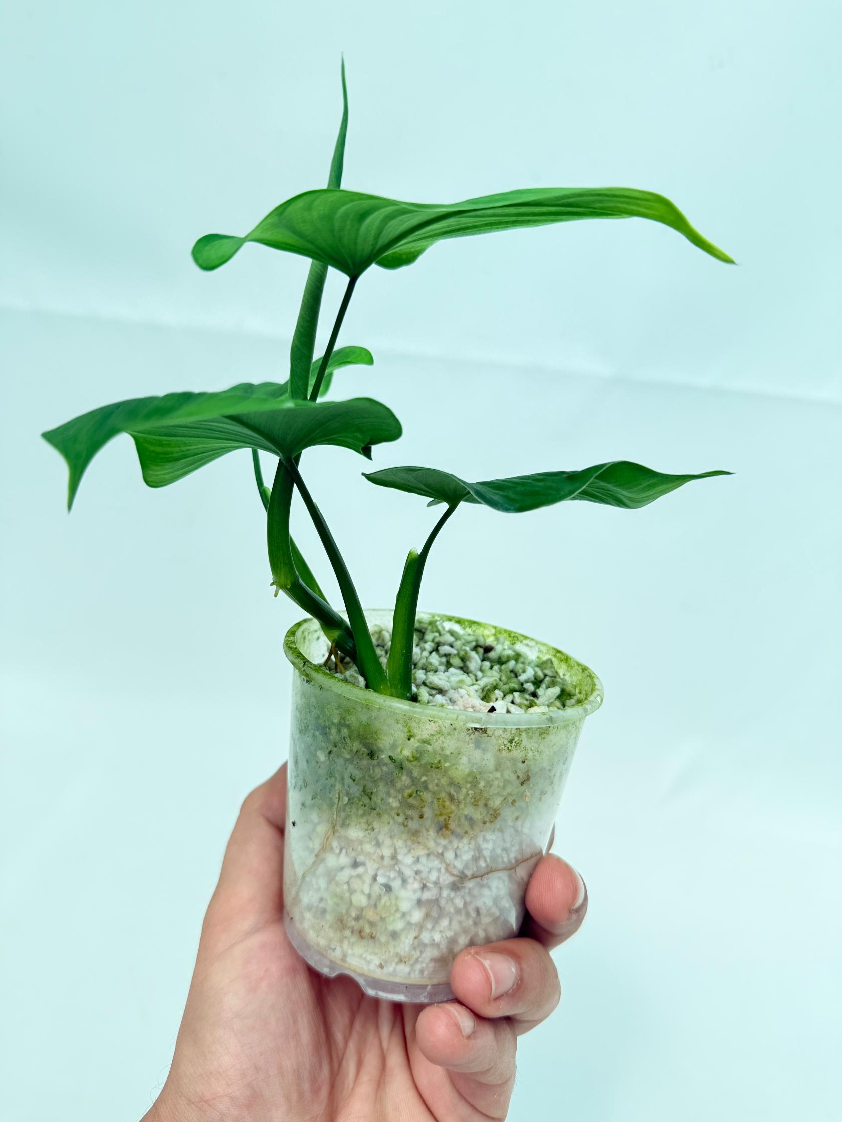 Philodendron Fibraecataphyllum (young plant) 4