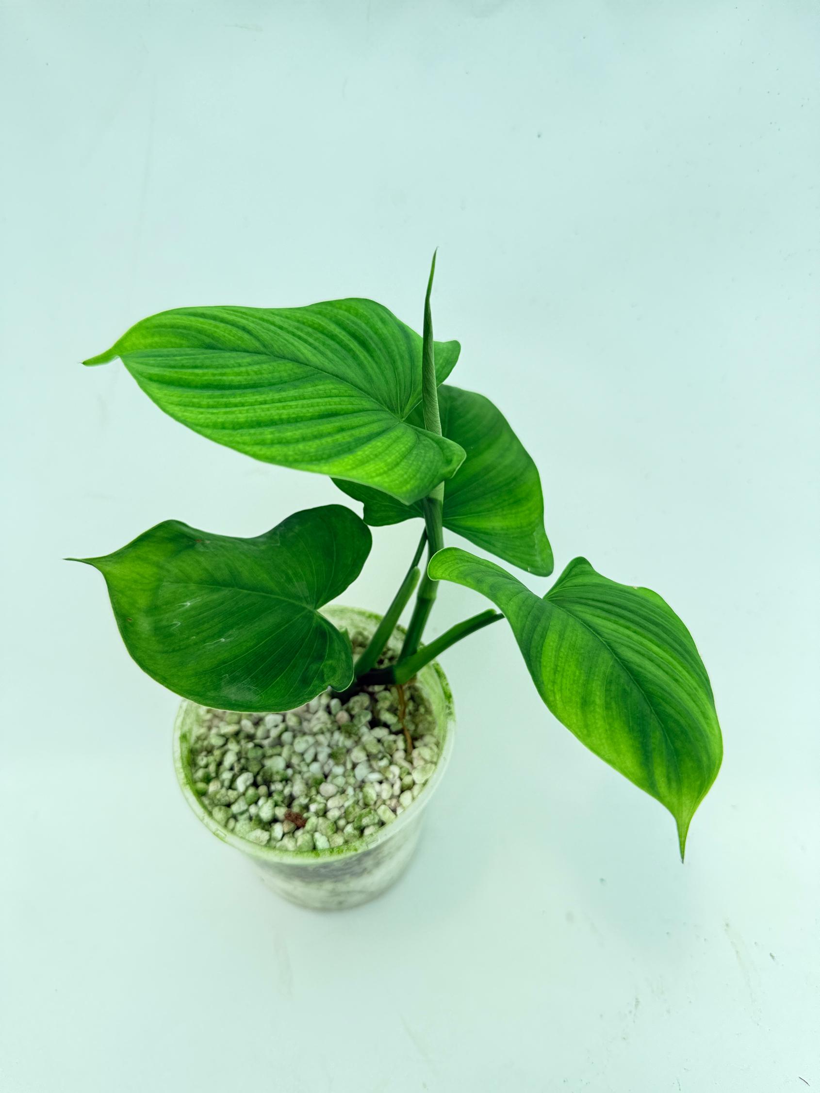 Philodendron Fibraecataphyllum (young plant) 8