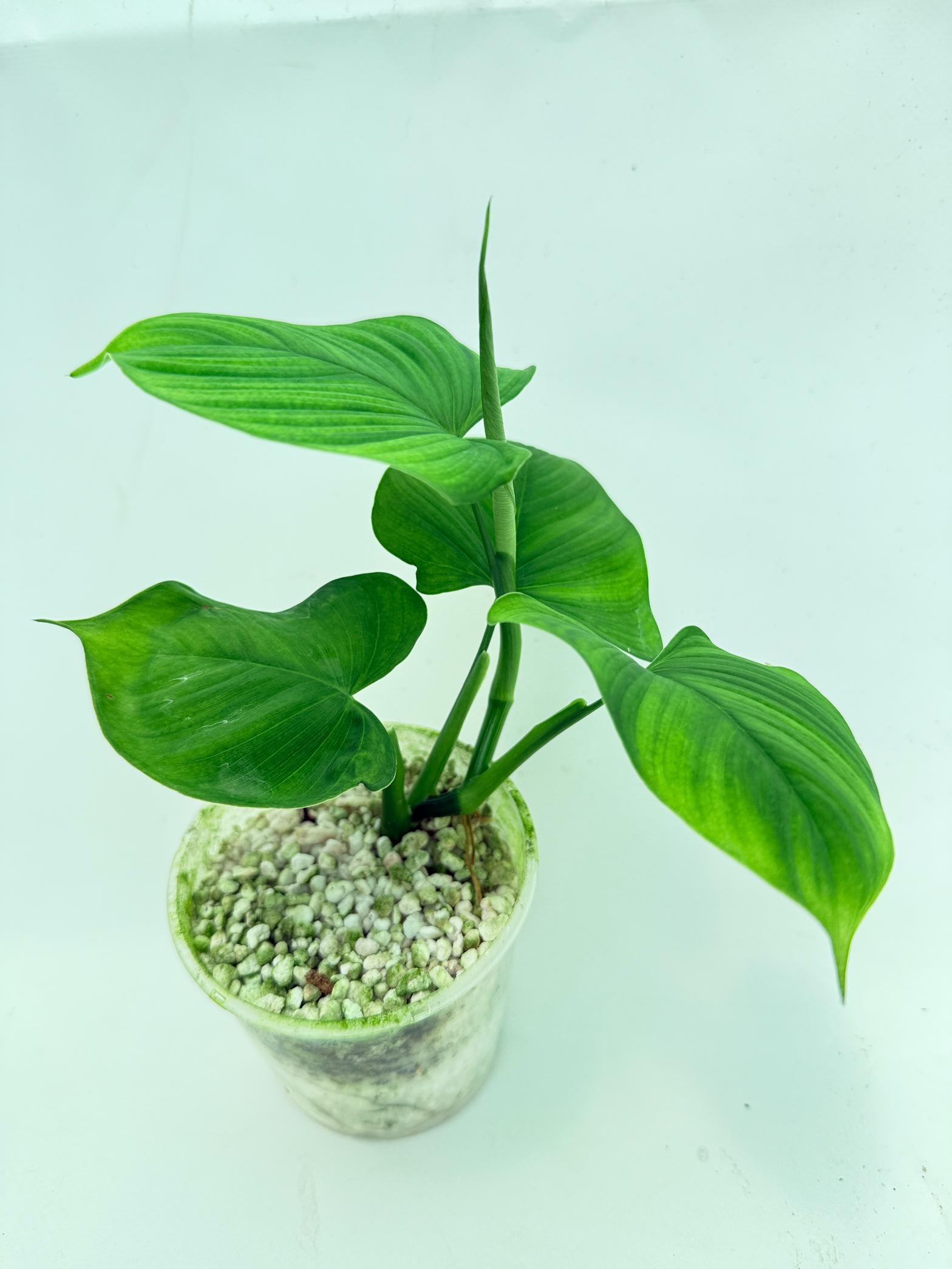 Philodendron Fibraecataphyllum (young plant) 1