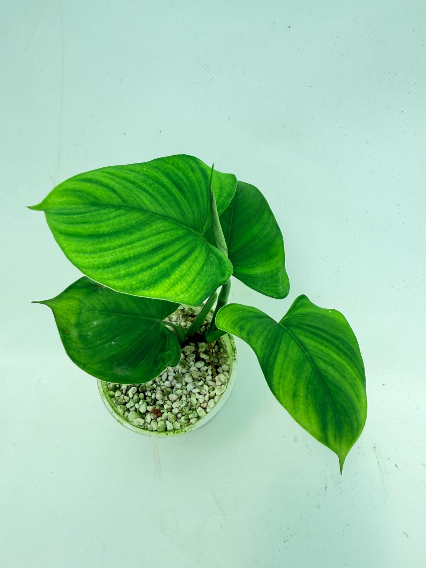 Philodendron Fibraecataphyllum (young plant) 5