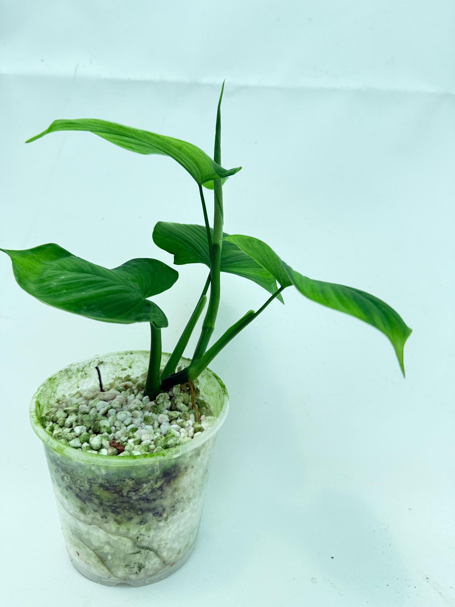 Philodendron Fibraecataphyllum (young plant) 6