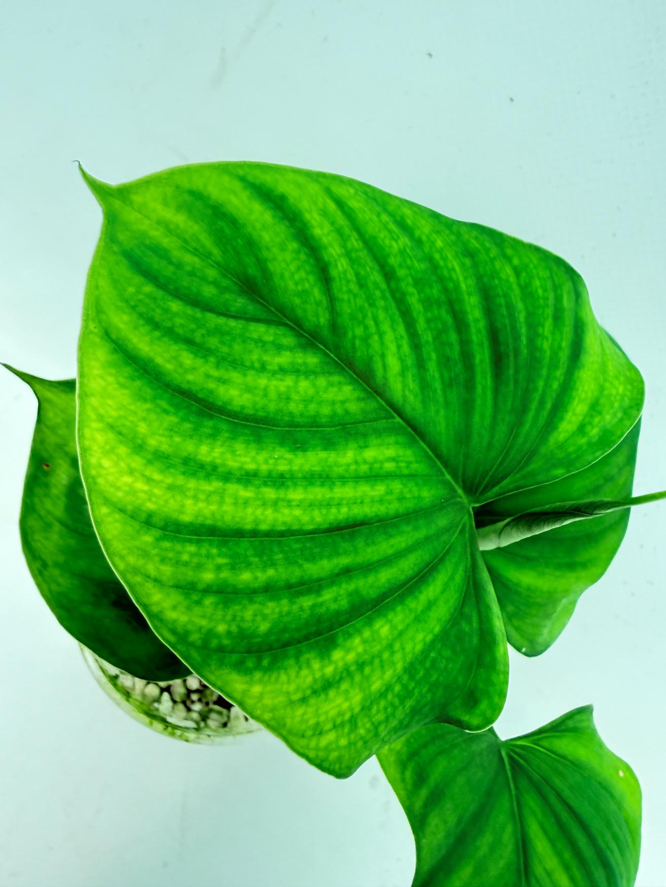 Philodendron Fibraecataphyllum (young plant) 7