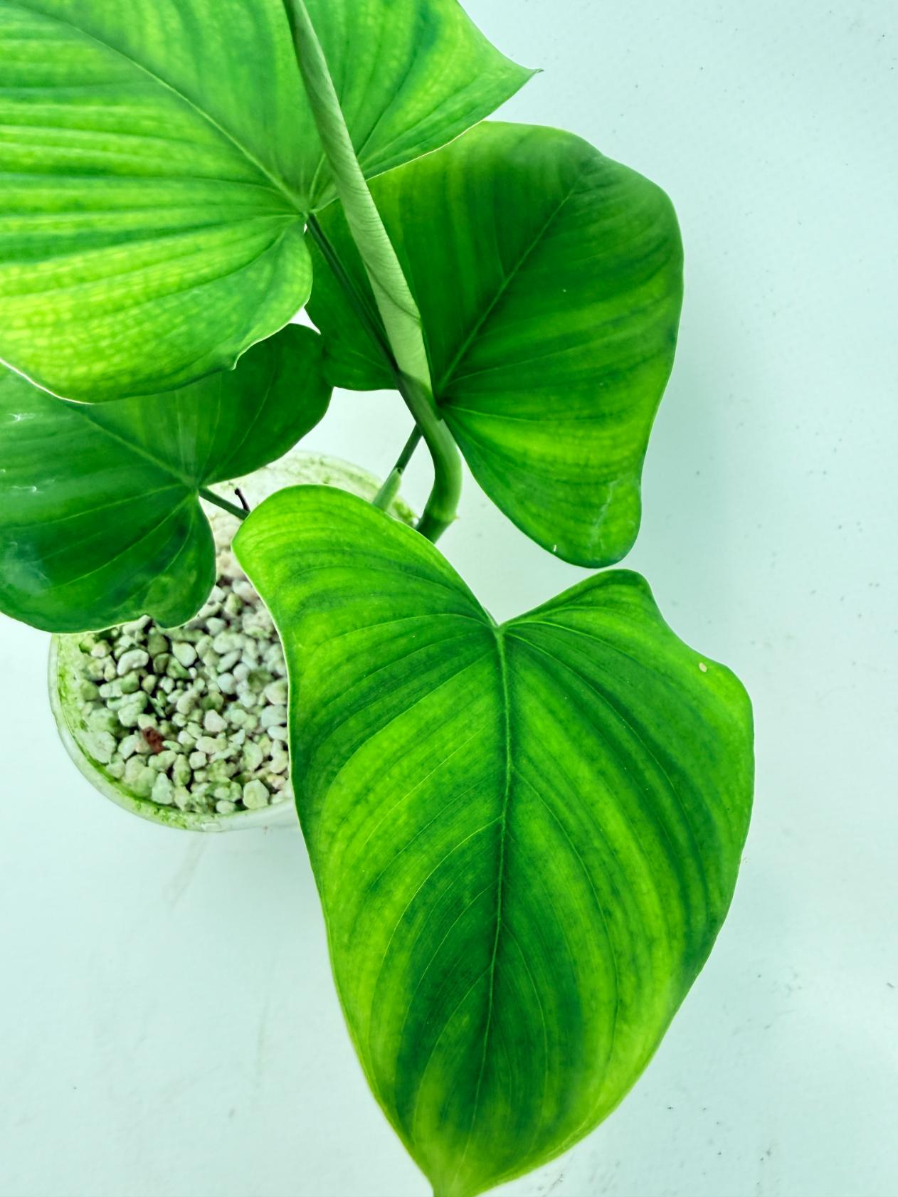 Philodendron Fibraecataphyllum (young plant) 2