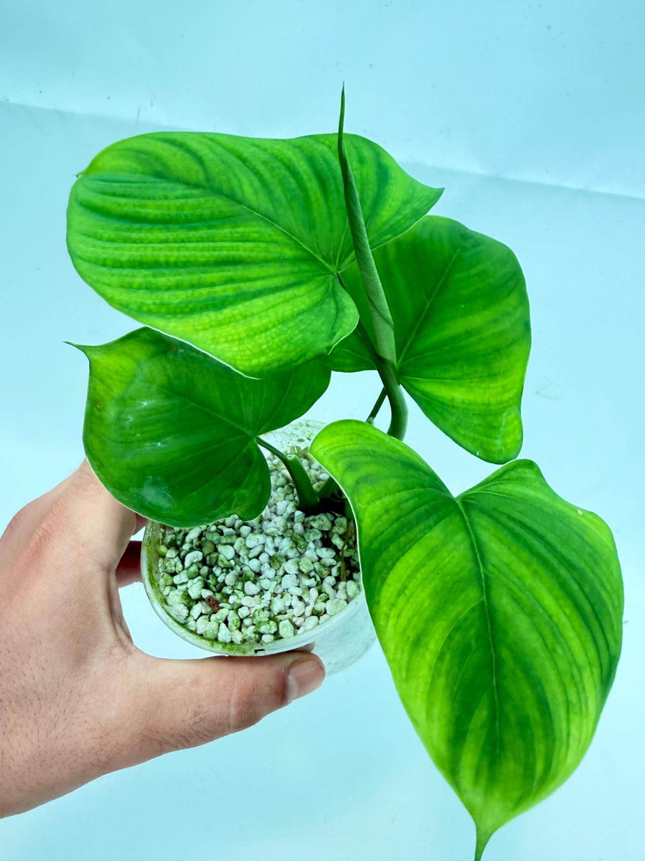 Philodendron Fibraecataphyllum (young plant) 3