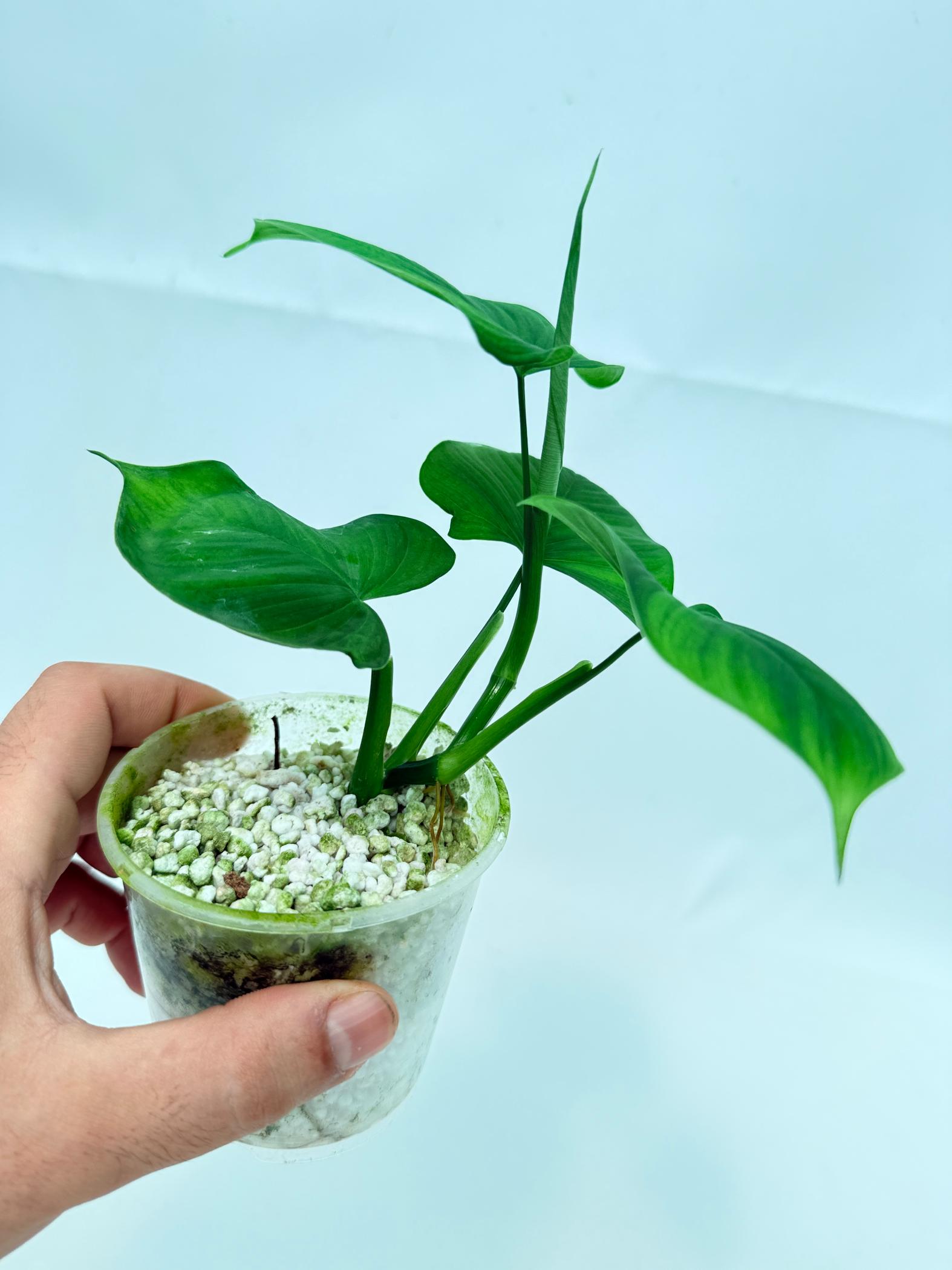 Philodendron Fibraecataphyllum (young plant) 9