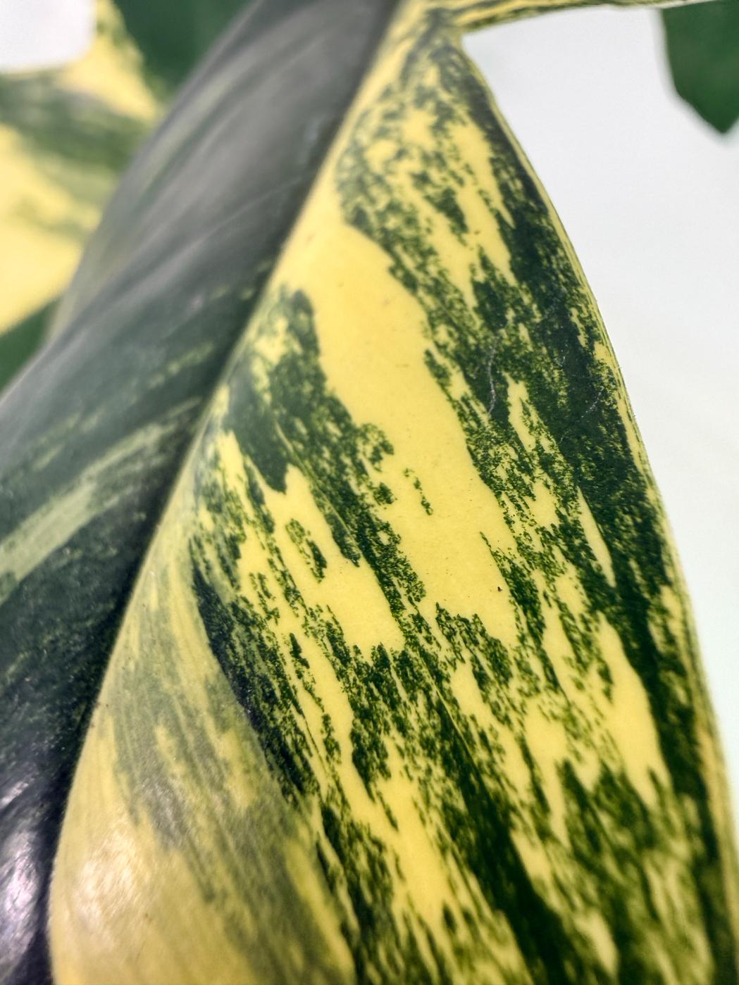 Philodendron Florida Beauty Variegata 2