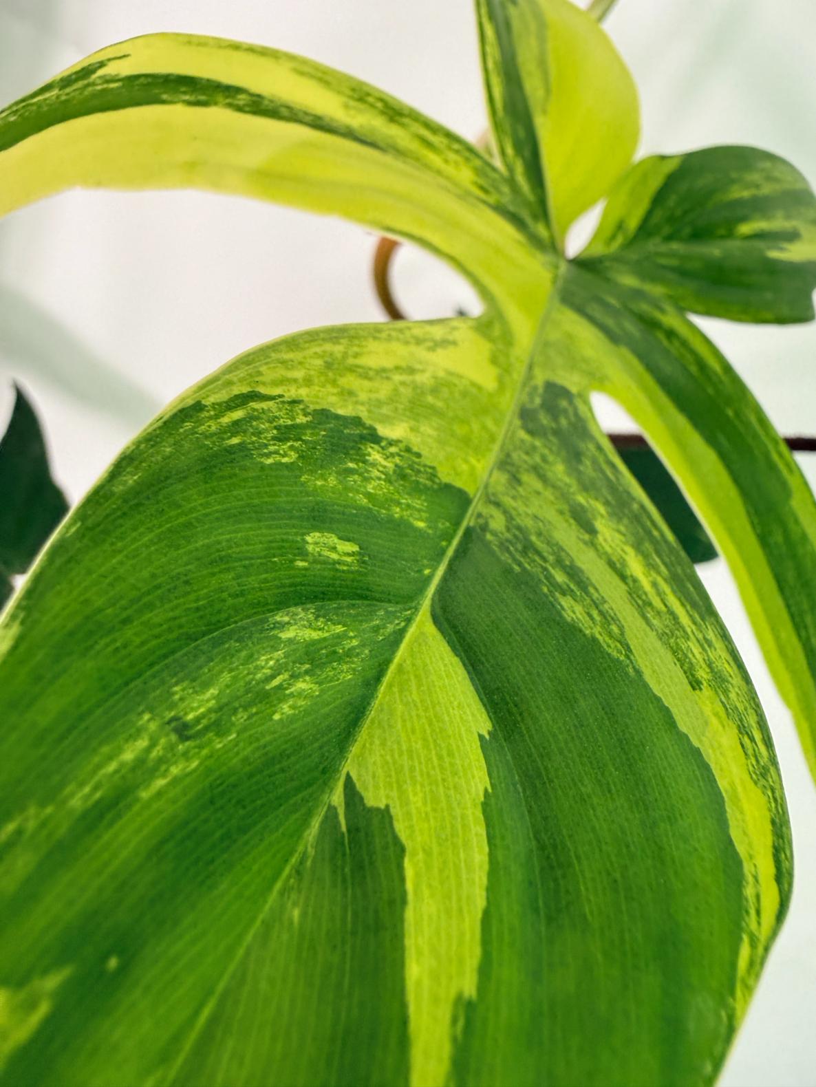 Philodendron Florida Beauty Variegata 3