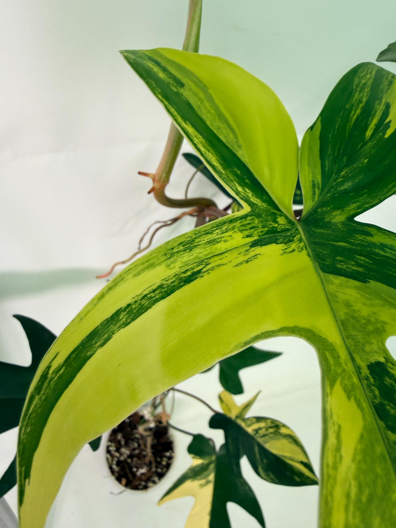 Philodendron Florida Beauty Variegata 8