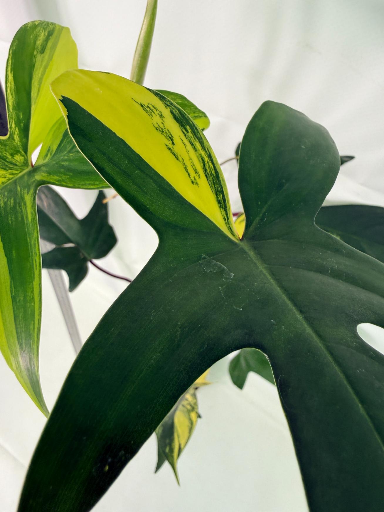 Philodendron Florida Beauty Variegata 9