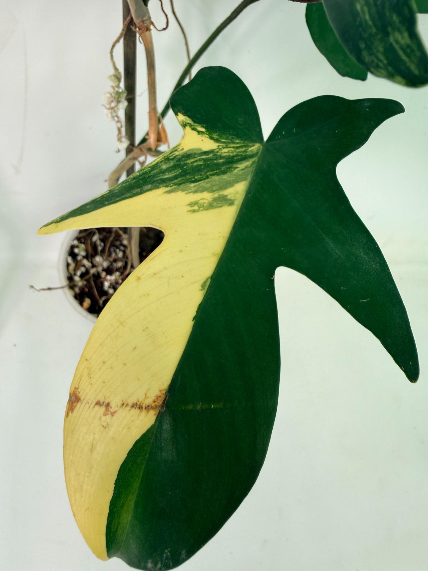 Philodendron Florida Beauty Variegata 10