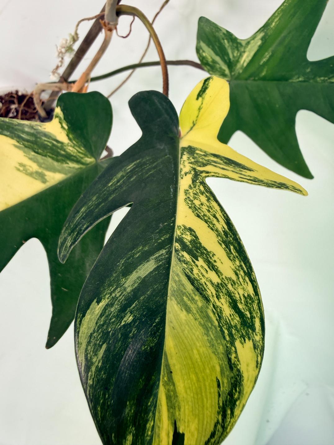 Philodendron Florida Beauty Variegata 11