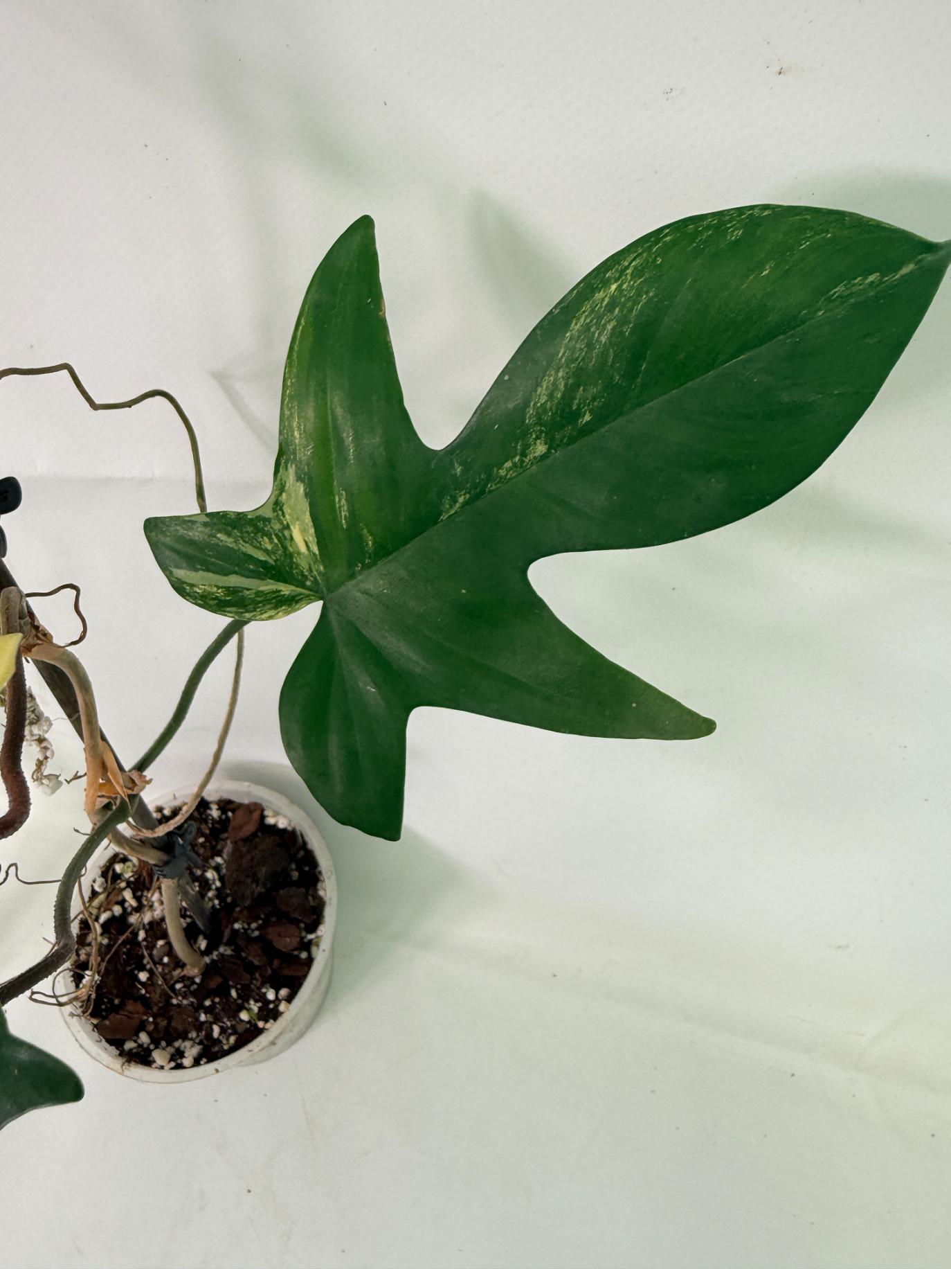 Philodendron Florida Beauty Variegata 12