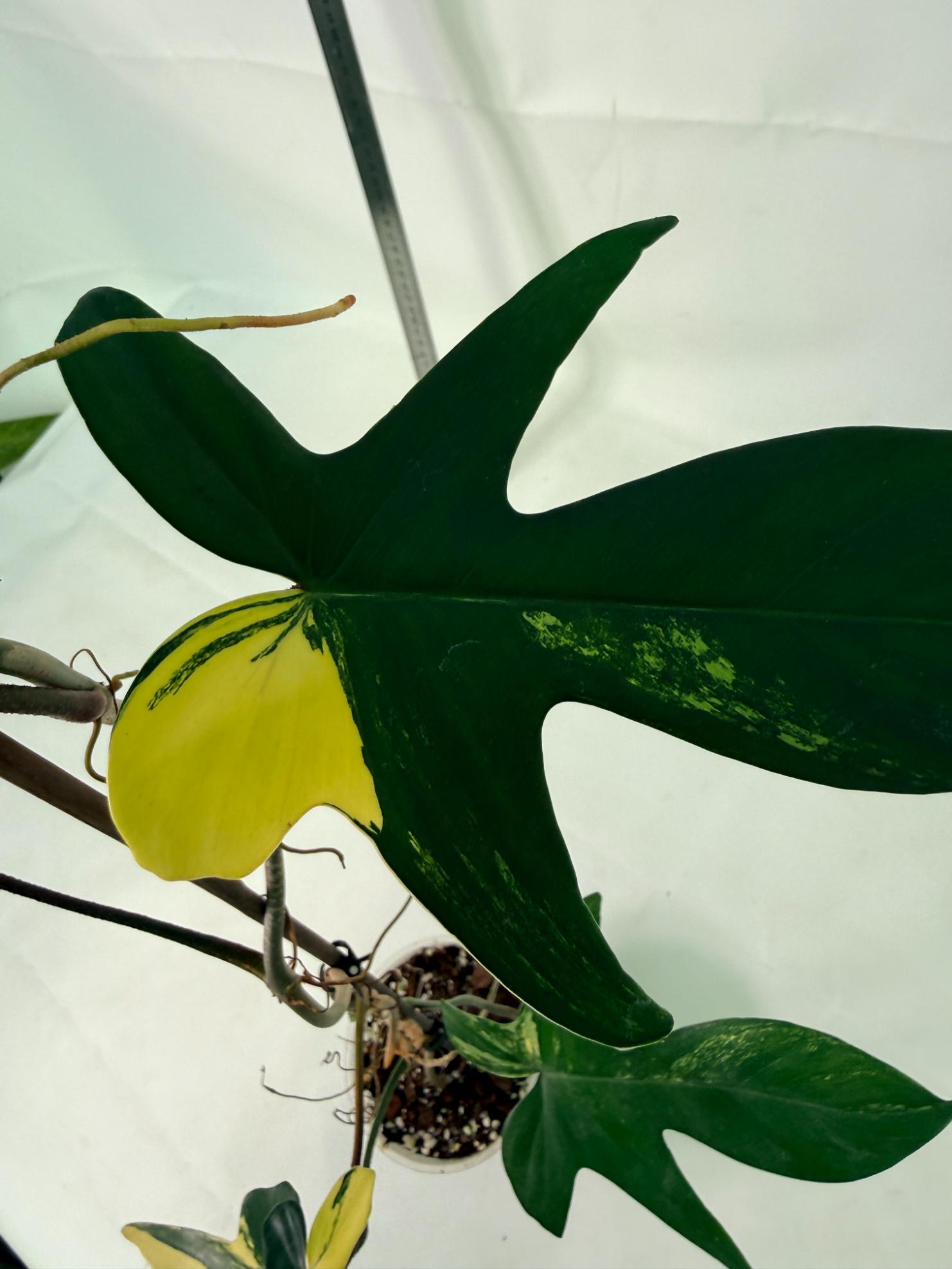Philodendron Florida Beauty Variegata 4
