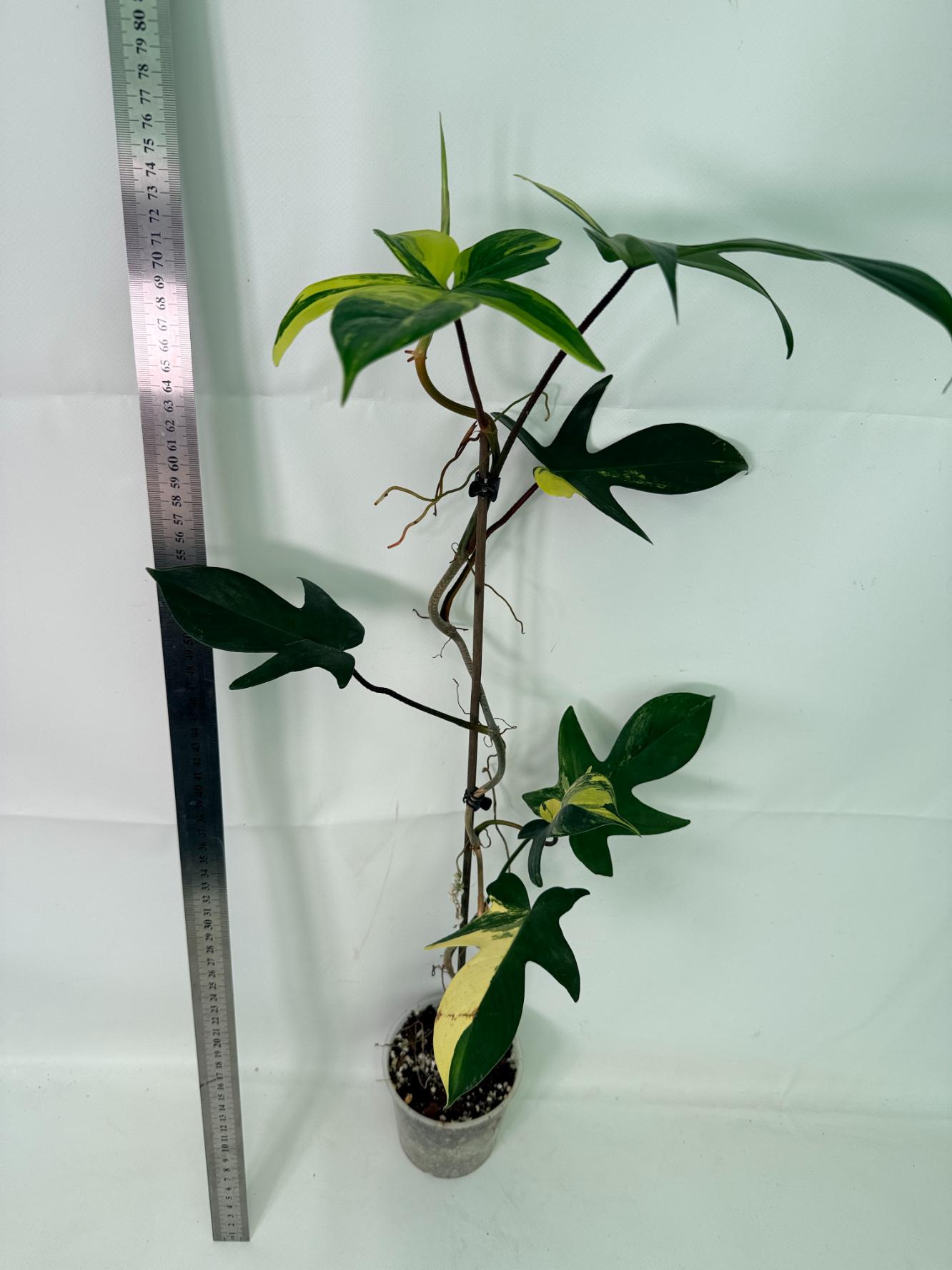 Philodendron Florida Beauty Variegata 1