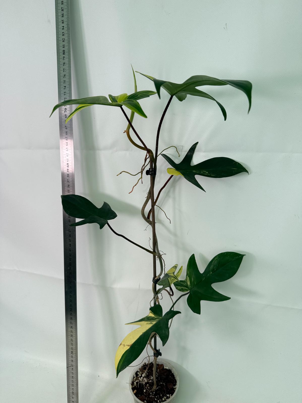 Philodendron Florida Beauty Variegata 5