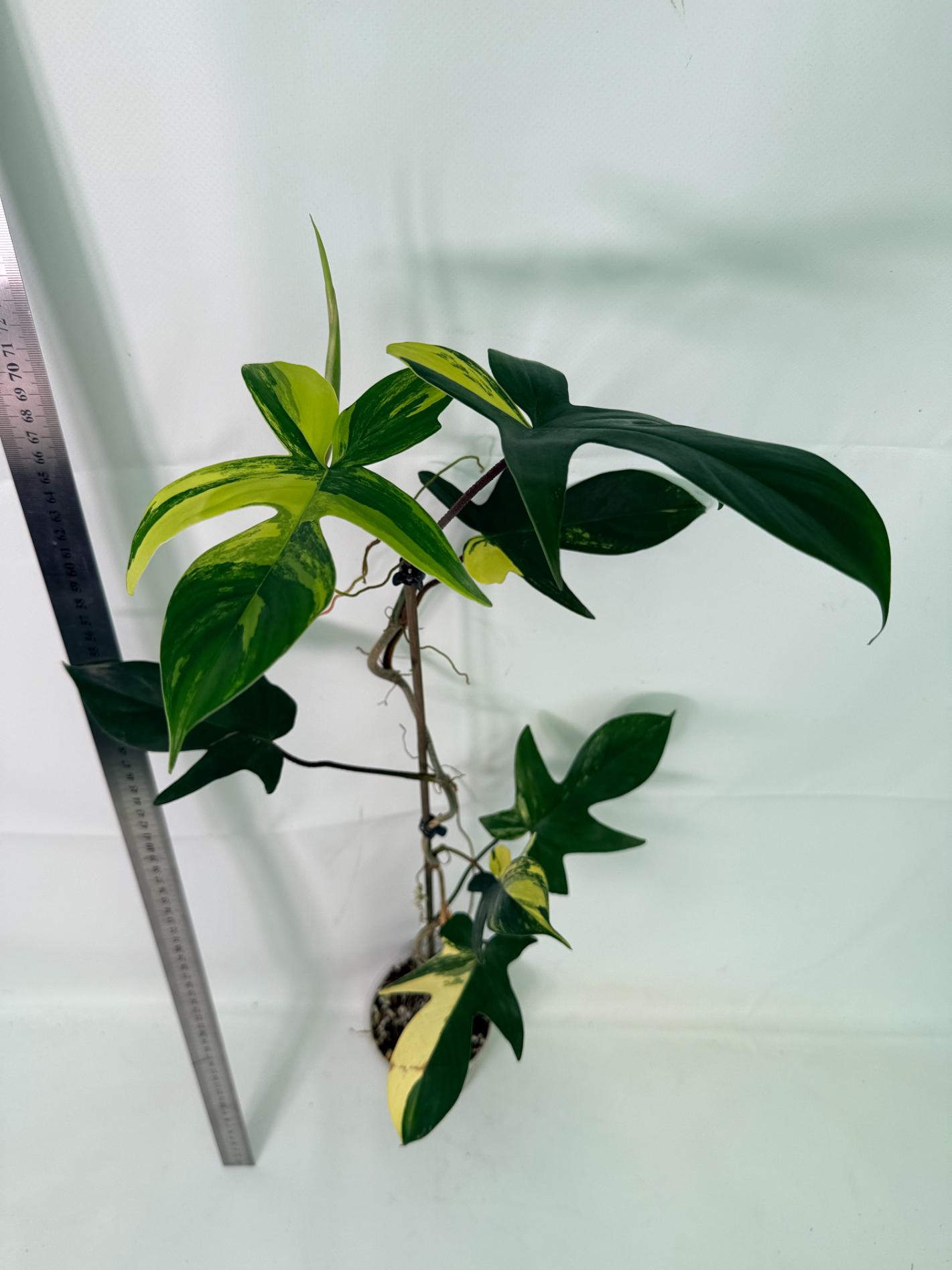 Philodendron Florida Beauty Variegata 6