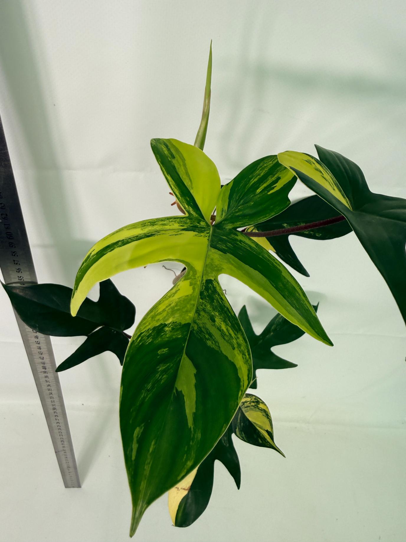 Philodendron Florida Beauty Variegata 7