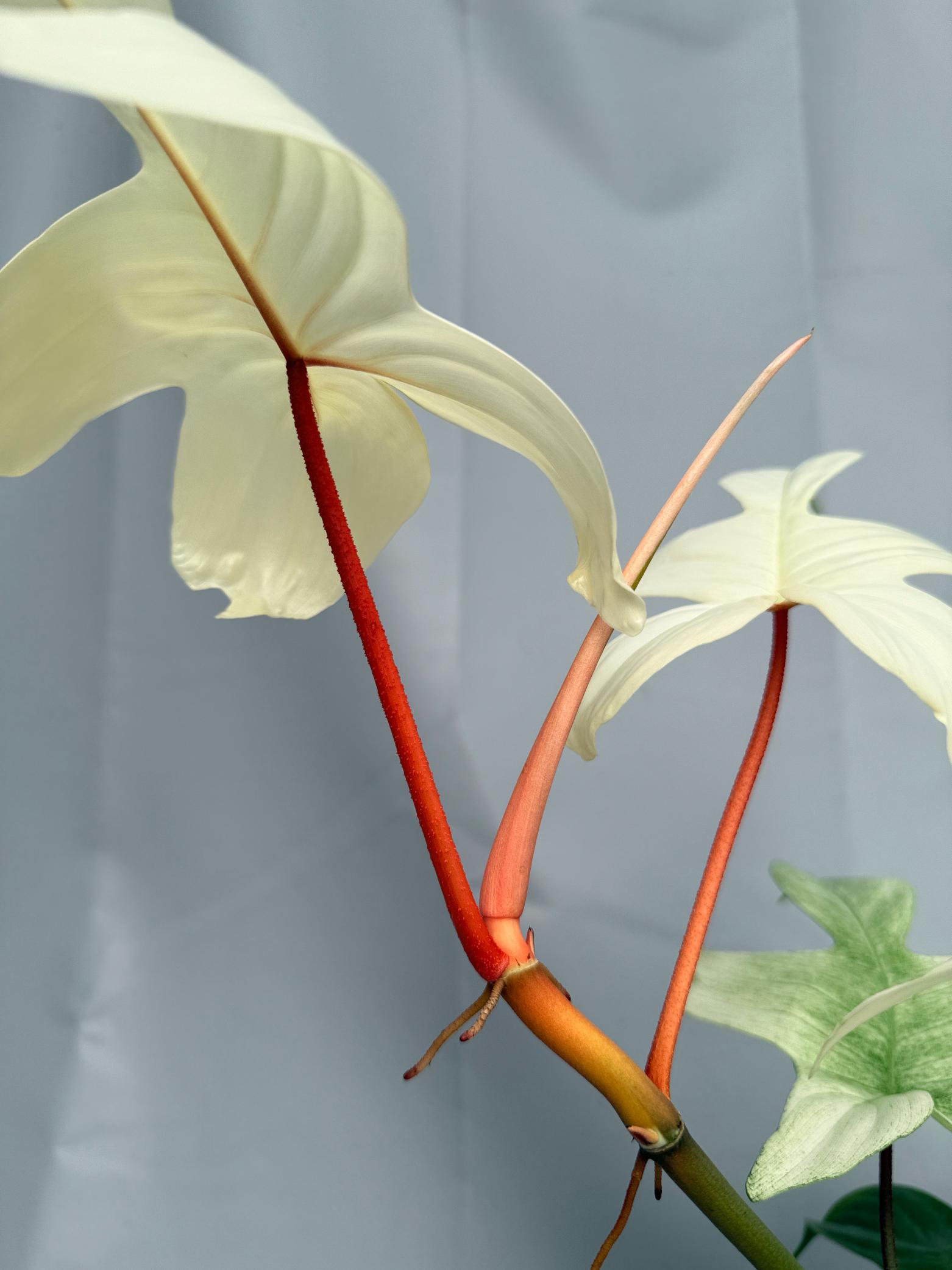 Philodendron florida ghost XL 07