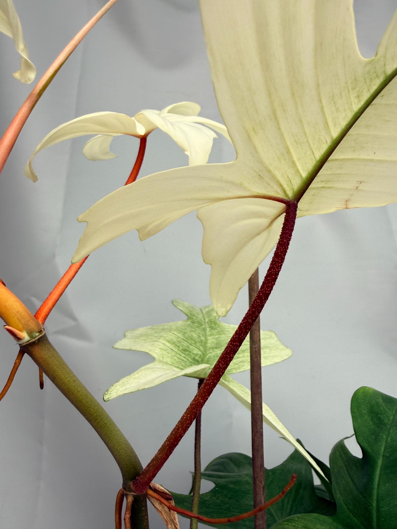 Philodendron florida ghost XL 08