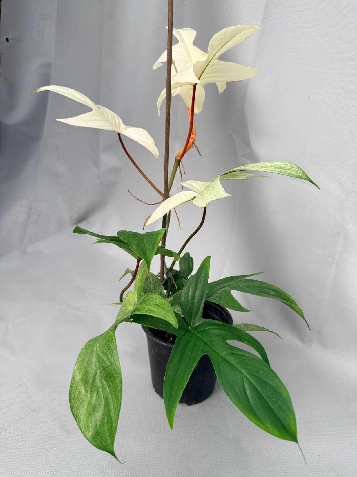 Philodendron florida ghost XL 01