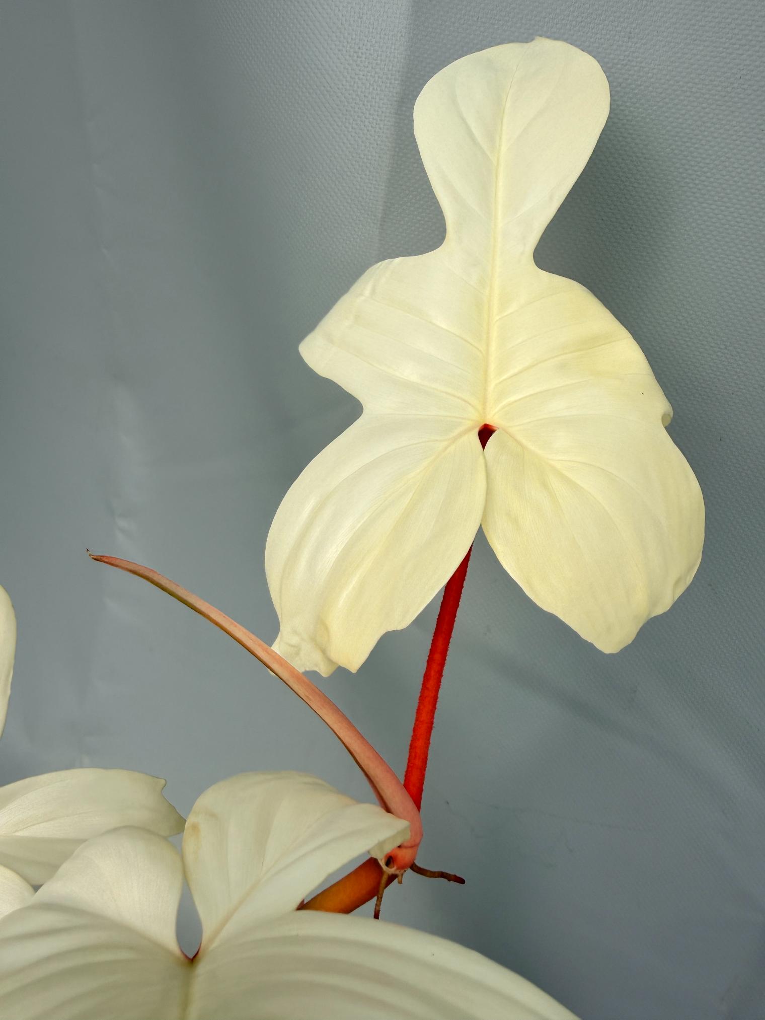 Philodendron florida ghost XL 02