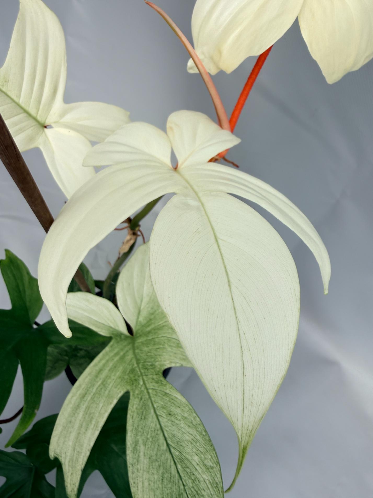 Philodendron florida ghost XL 03
