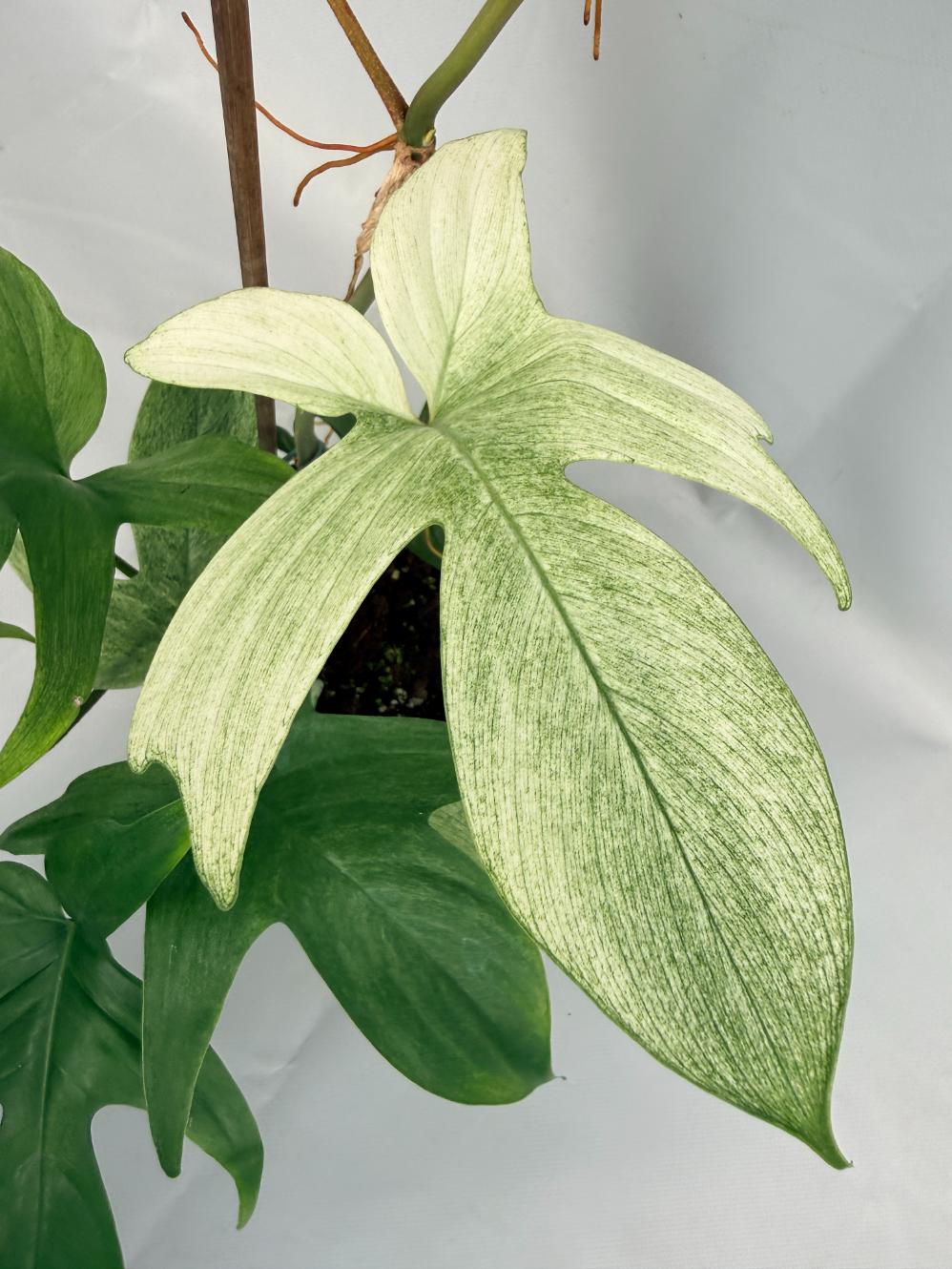 Philodendron florida ghost XL 04