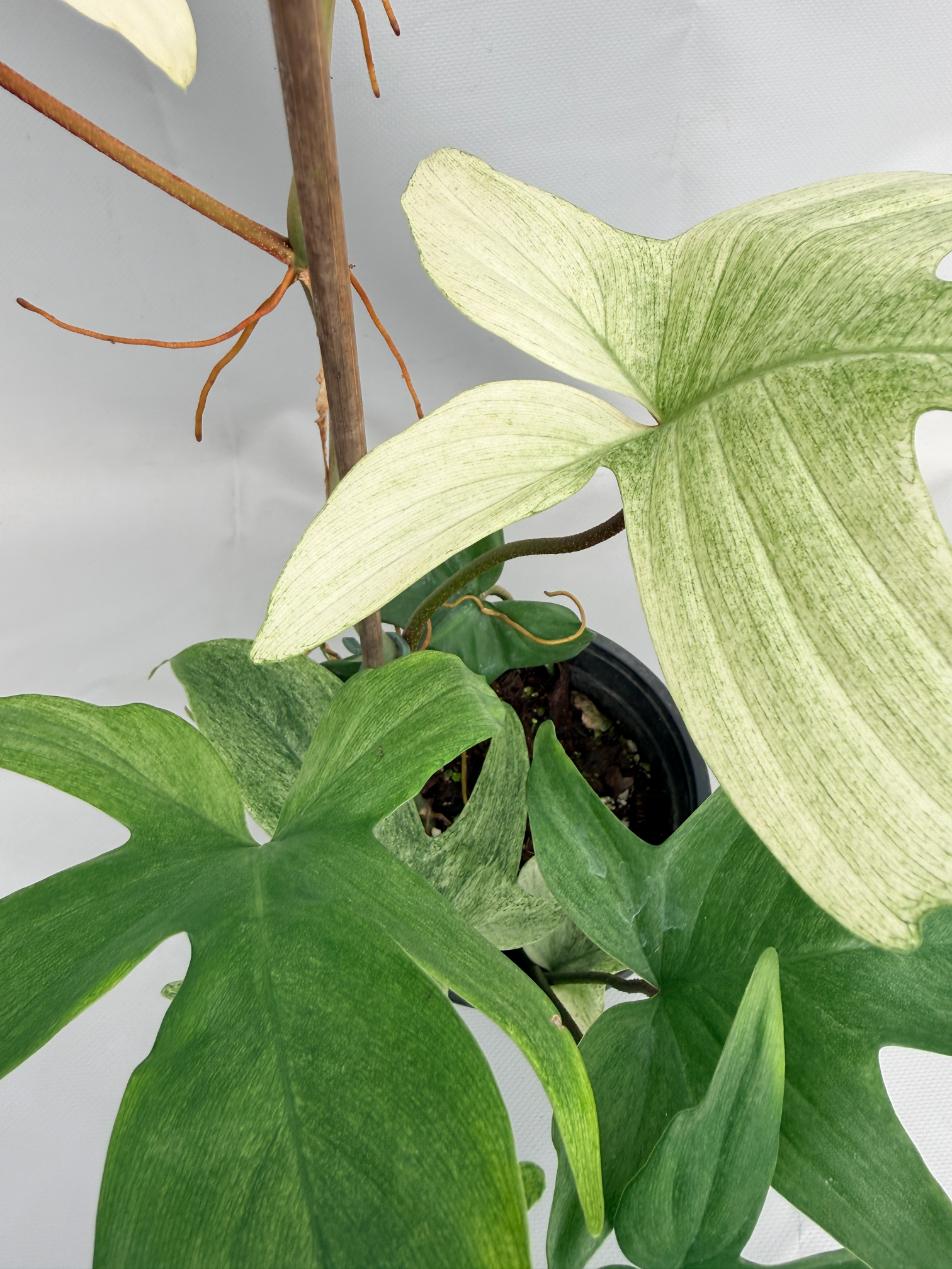 Philodendron florida ghost XL 05