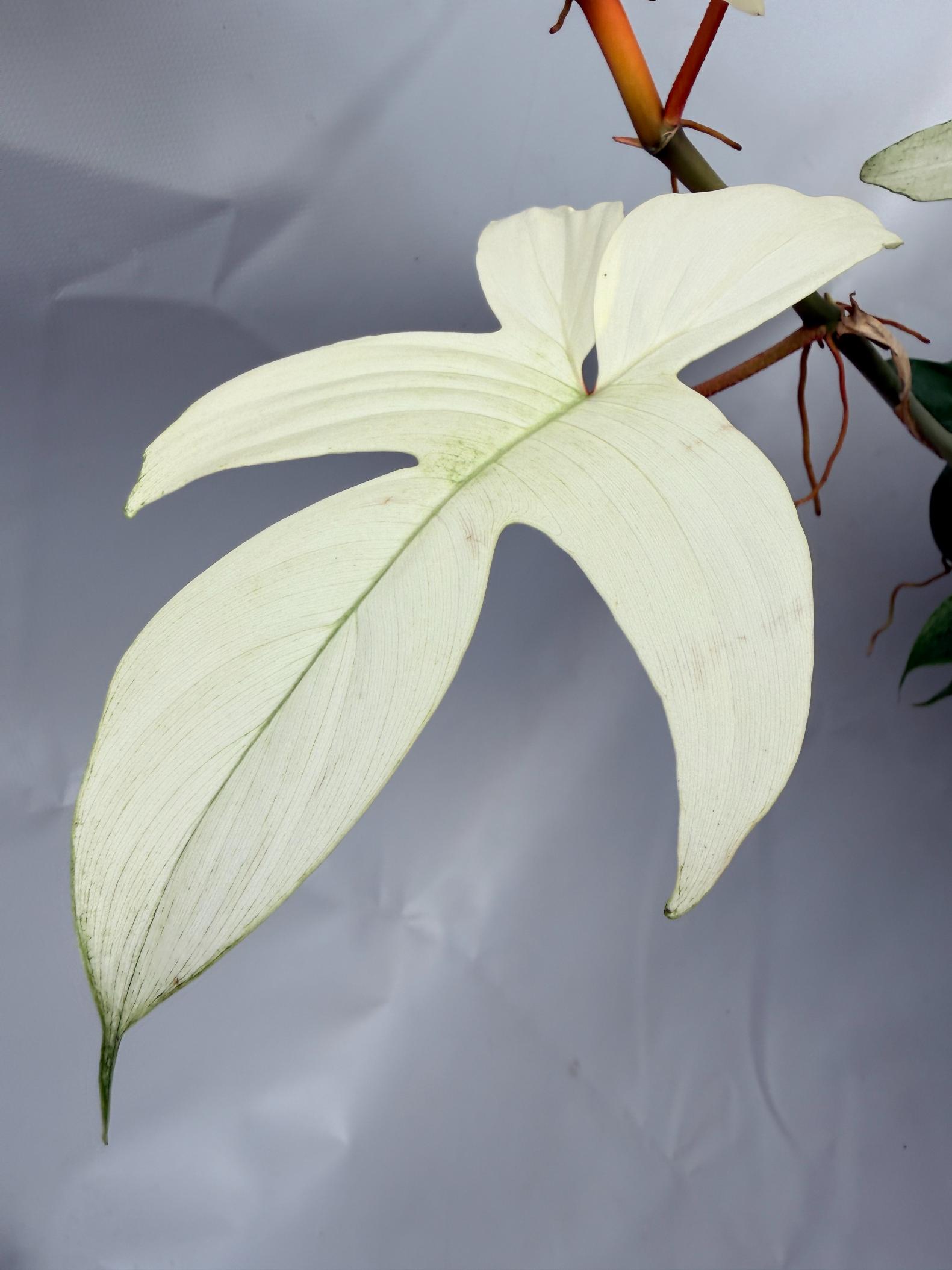 Philodendron florida ghost XL 06