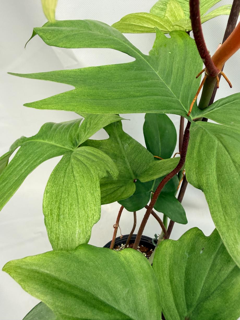 Philodendron florida ghost XL 07