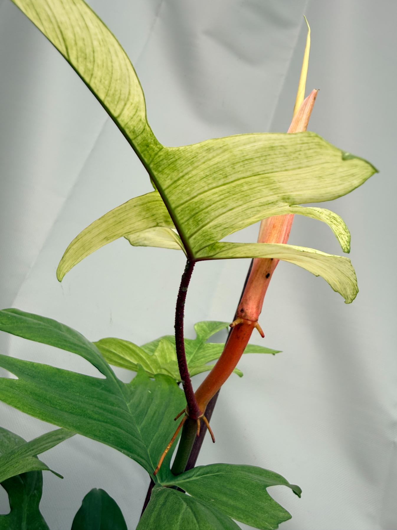 Philodendron florida ghost XL 08
