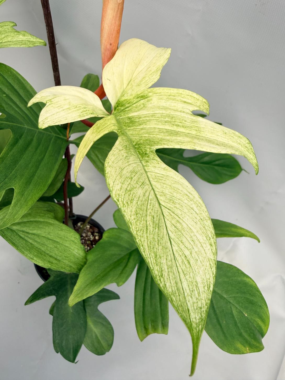 Philodendron florida ghost XL 02