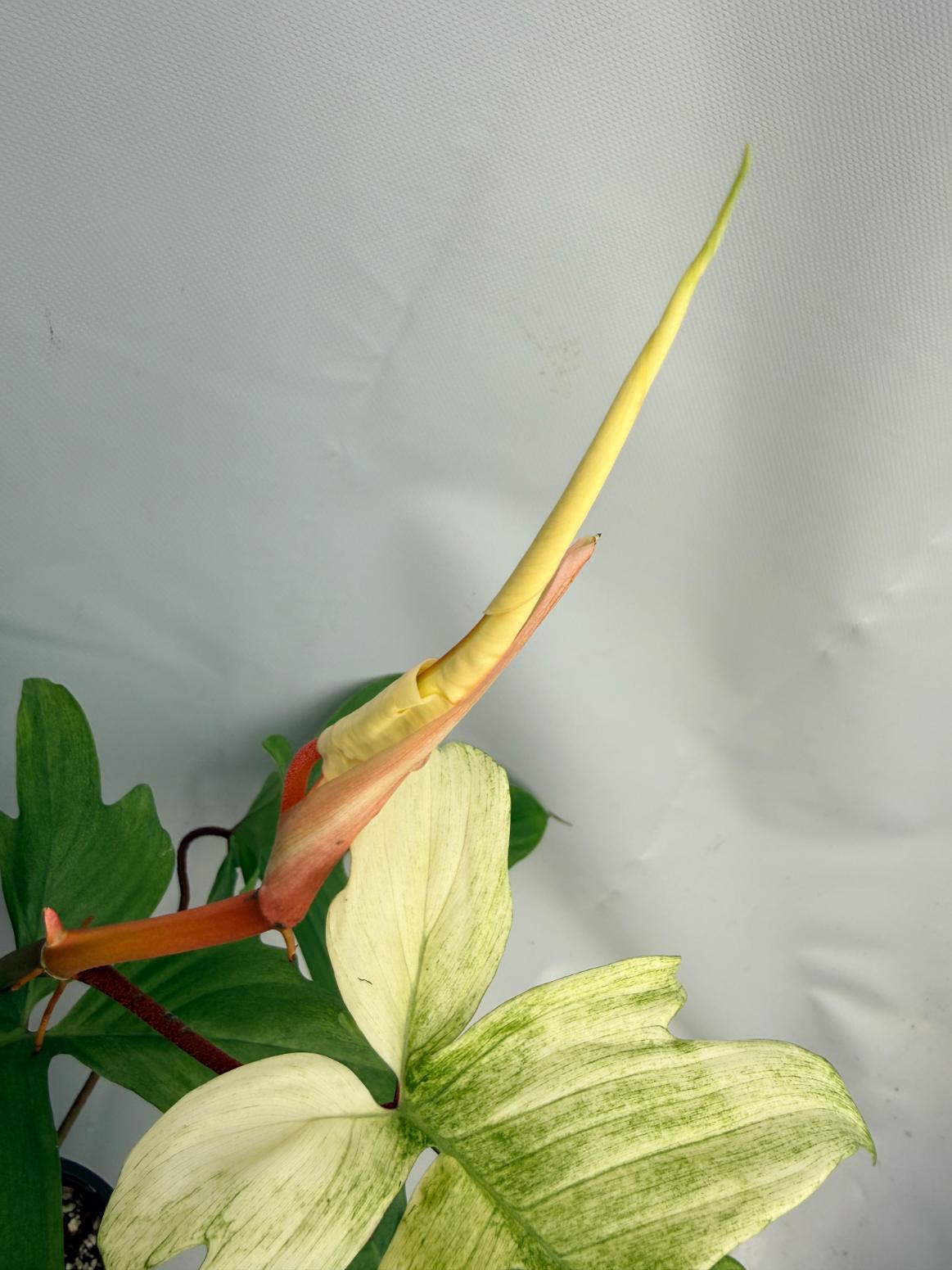 Philodendron florida ghost XL 03