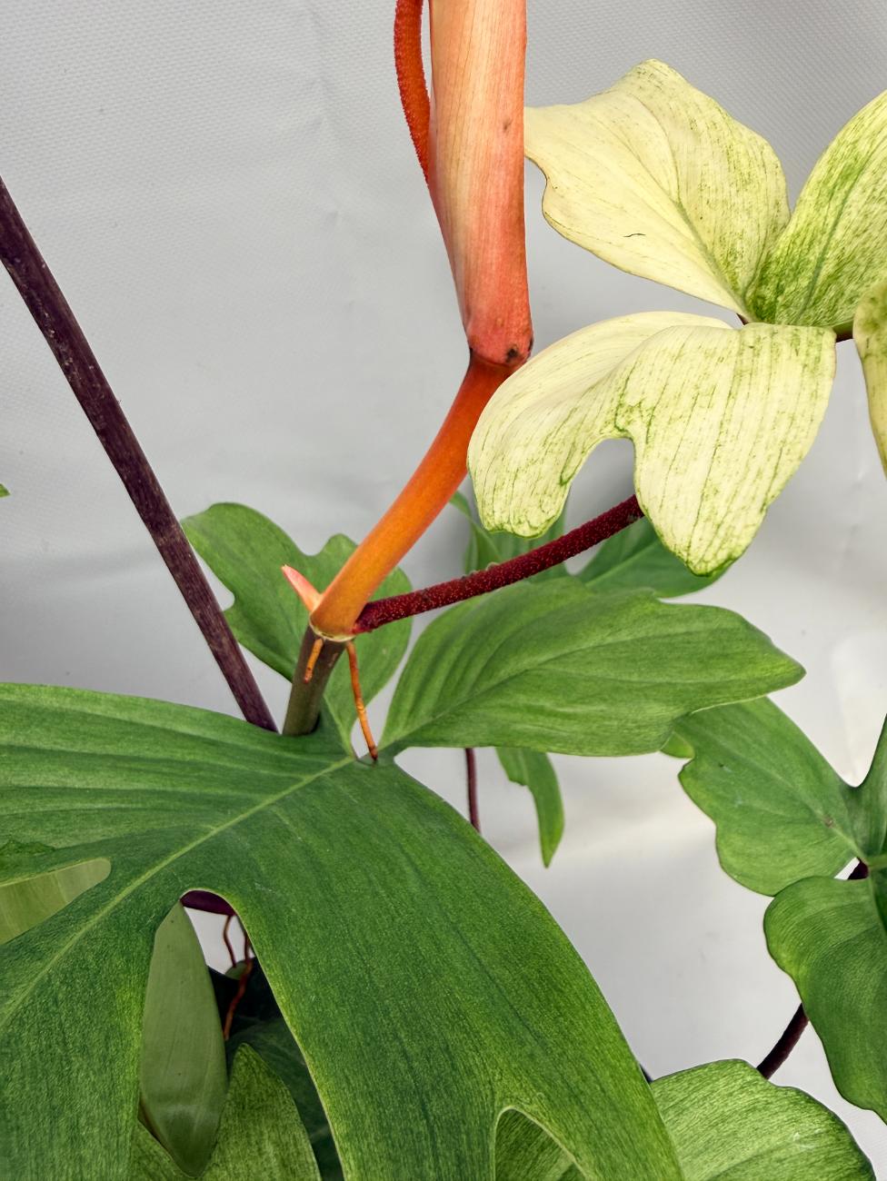 Philodendron florida ghost XL 04