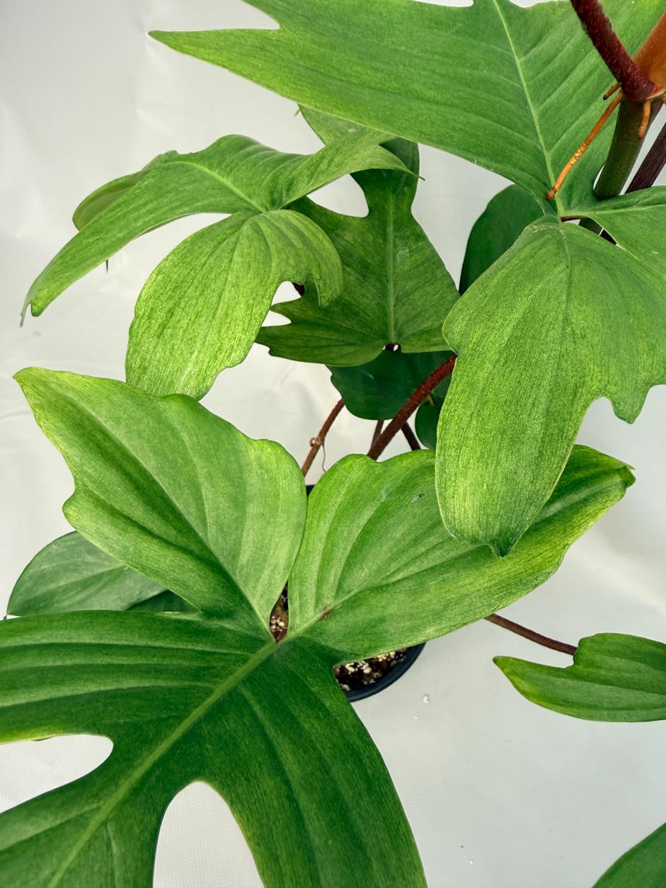 Philodendron florida ghost XL 05