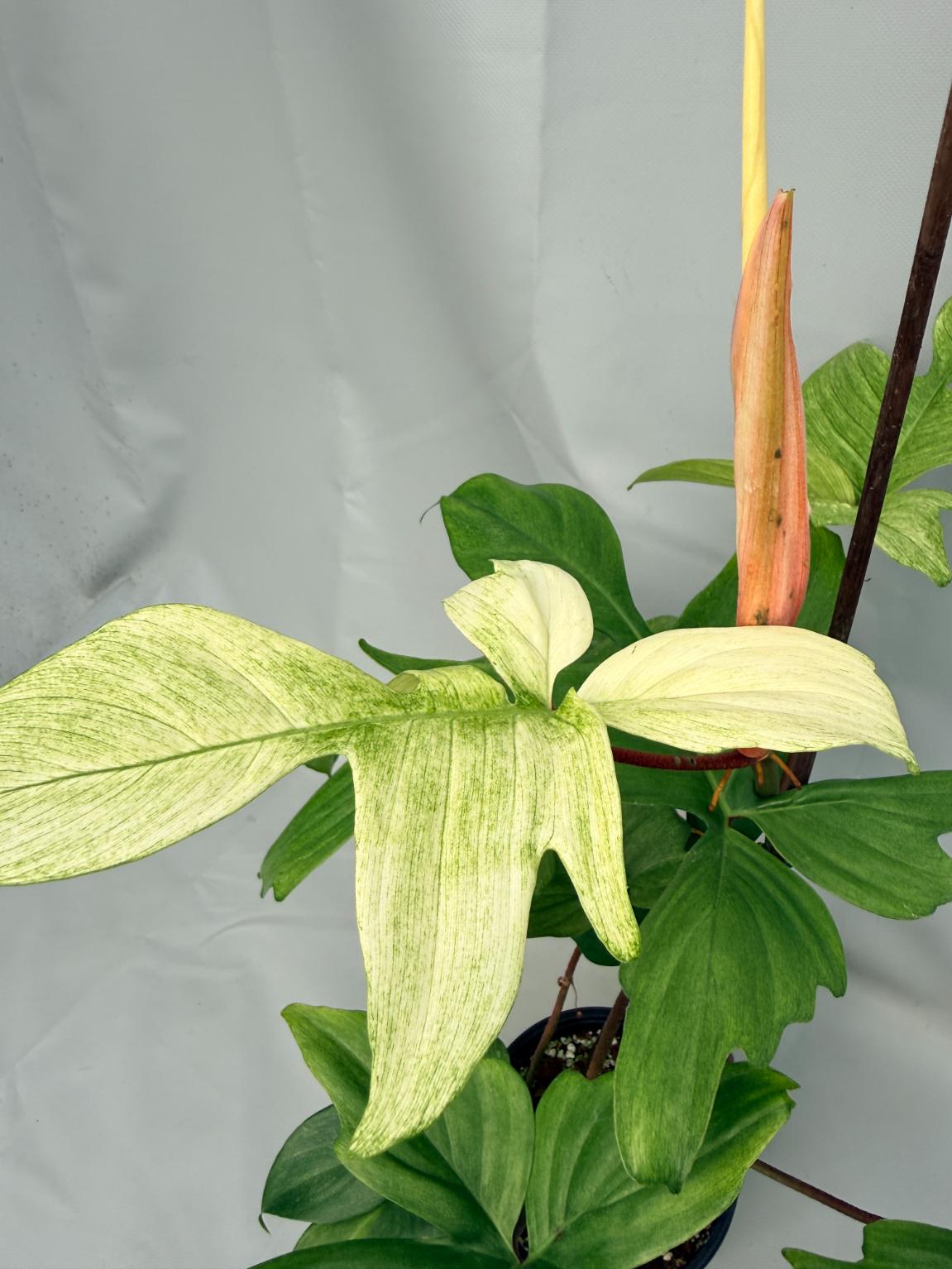 Philodendron florida ghost XL 06