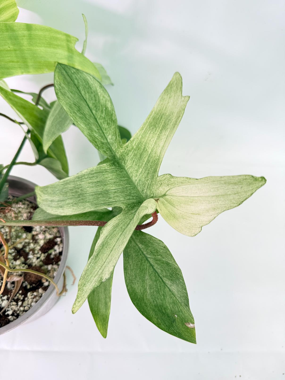 Philodendron florida ghost XL 08