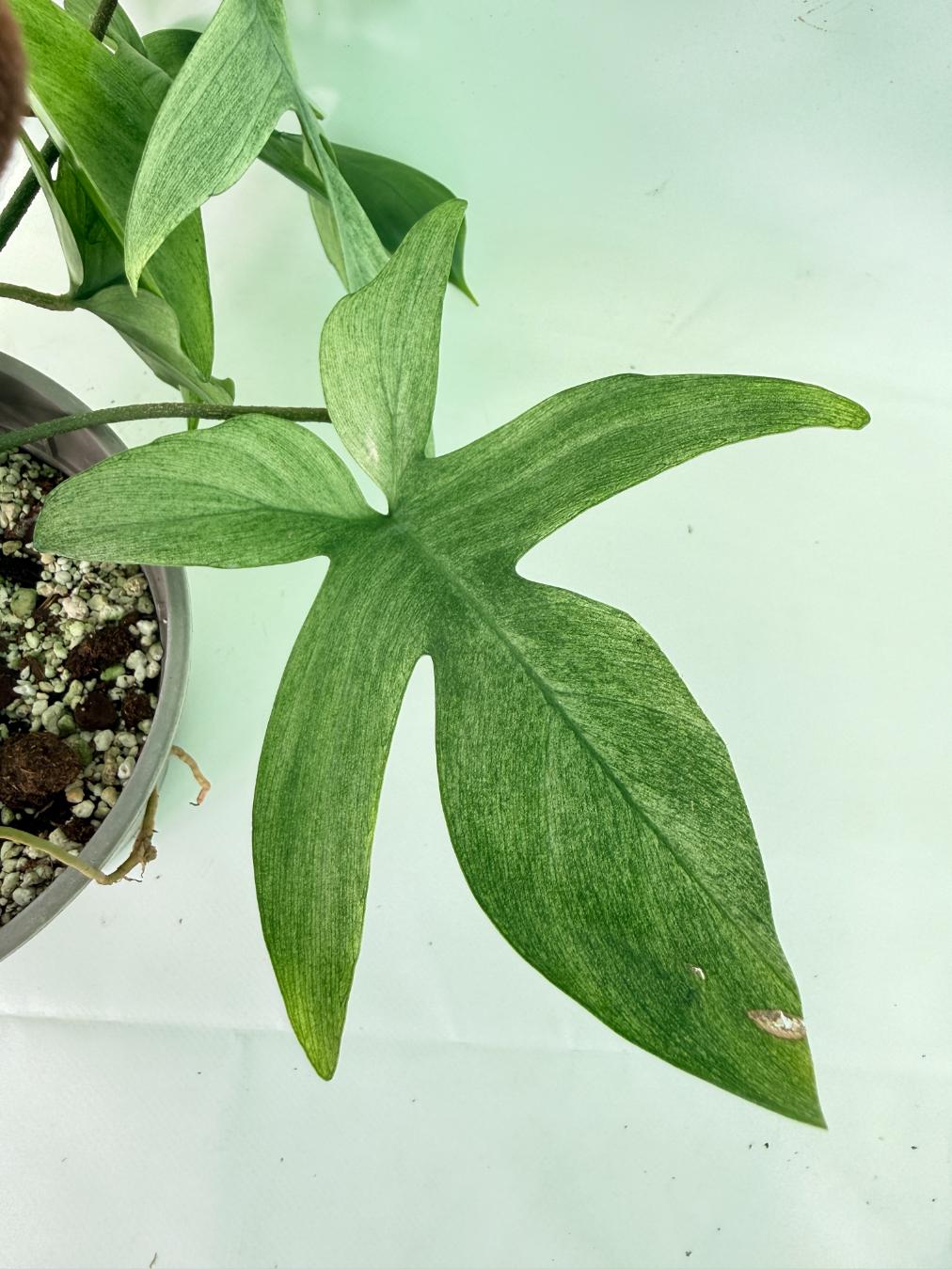 Philodendron florida ghost XL 09