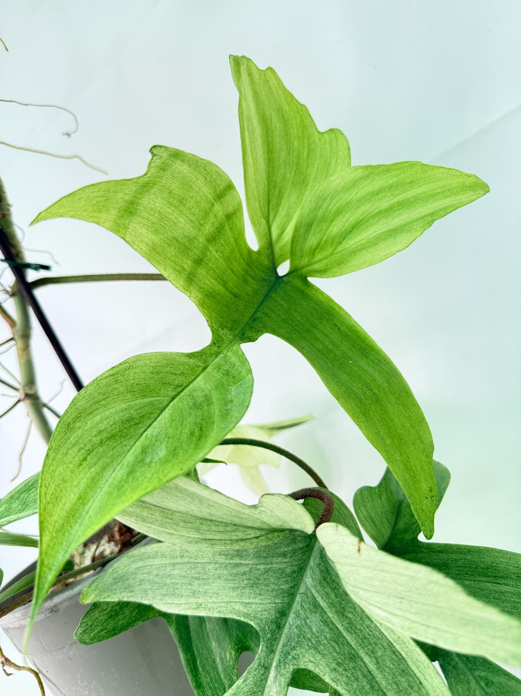 Philodendron florida ghost XL 10