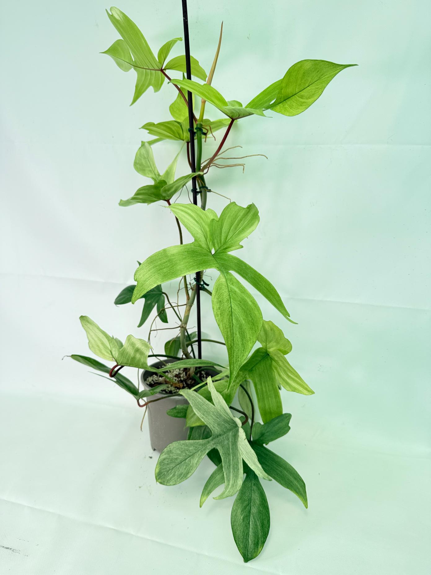 Philodendron florida ghost XL 01
