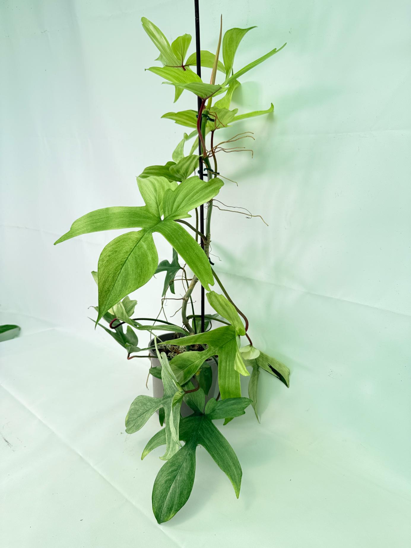Philodendron florida ghost XL 03