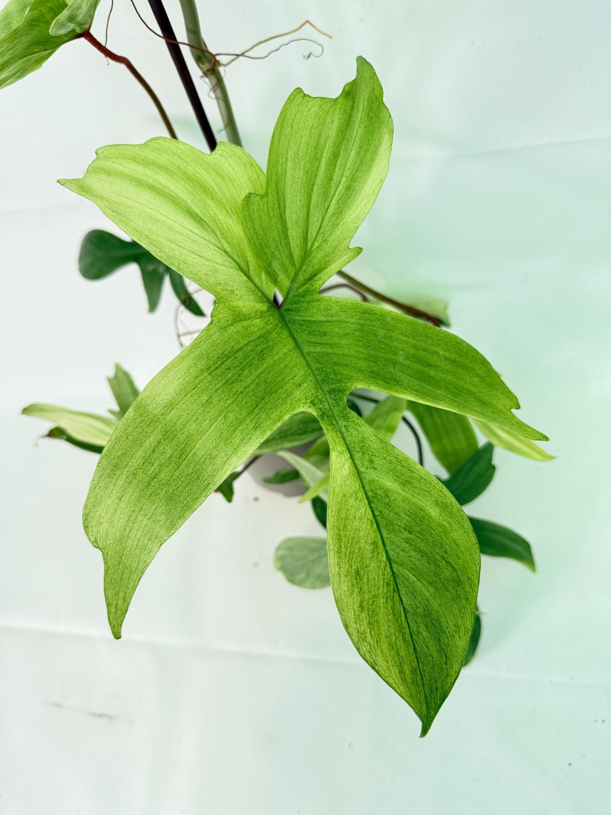 Philodendron florida ghost XL 04