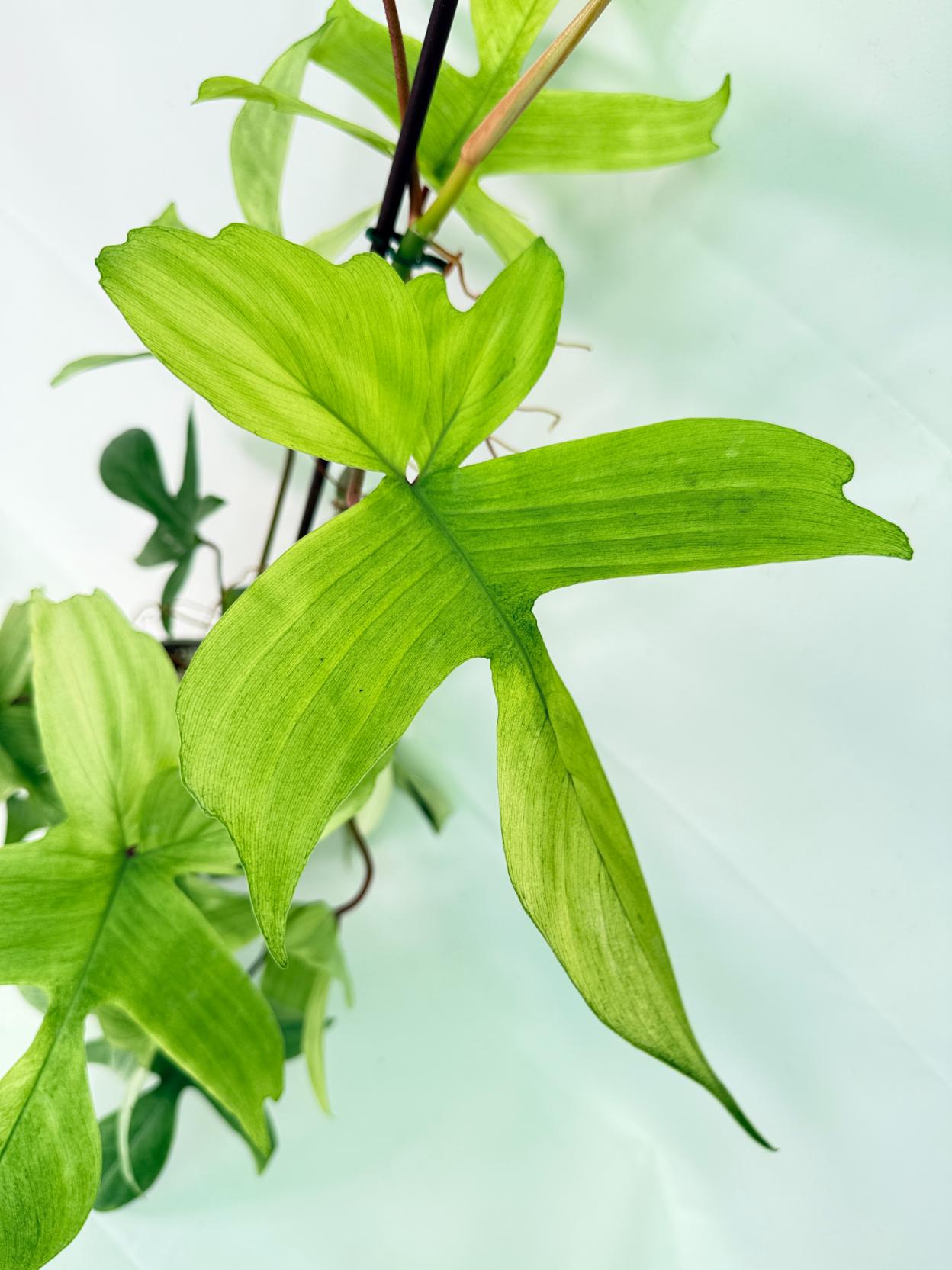 Philodendron florida ghost XL 05