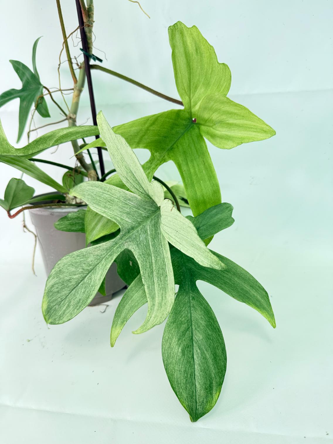Philodendron florida ghost XL 06