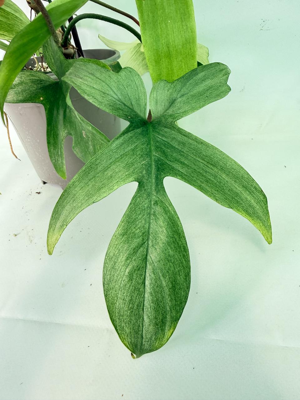 Philodendron florida ghost XL 07