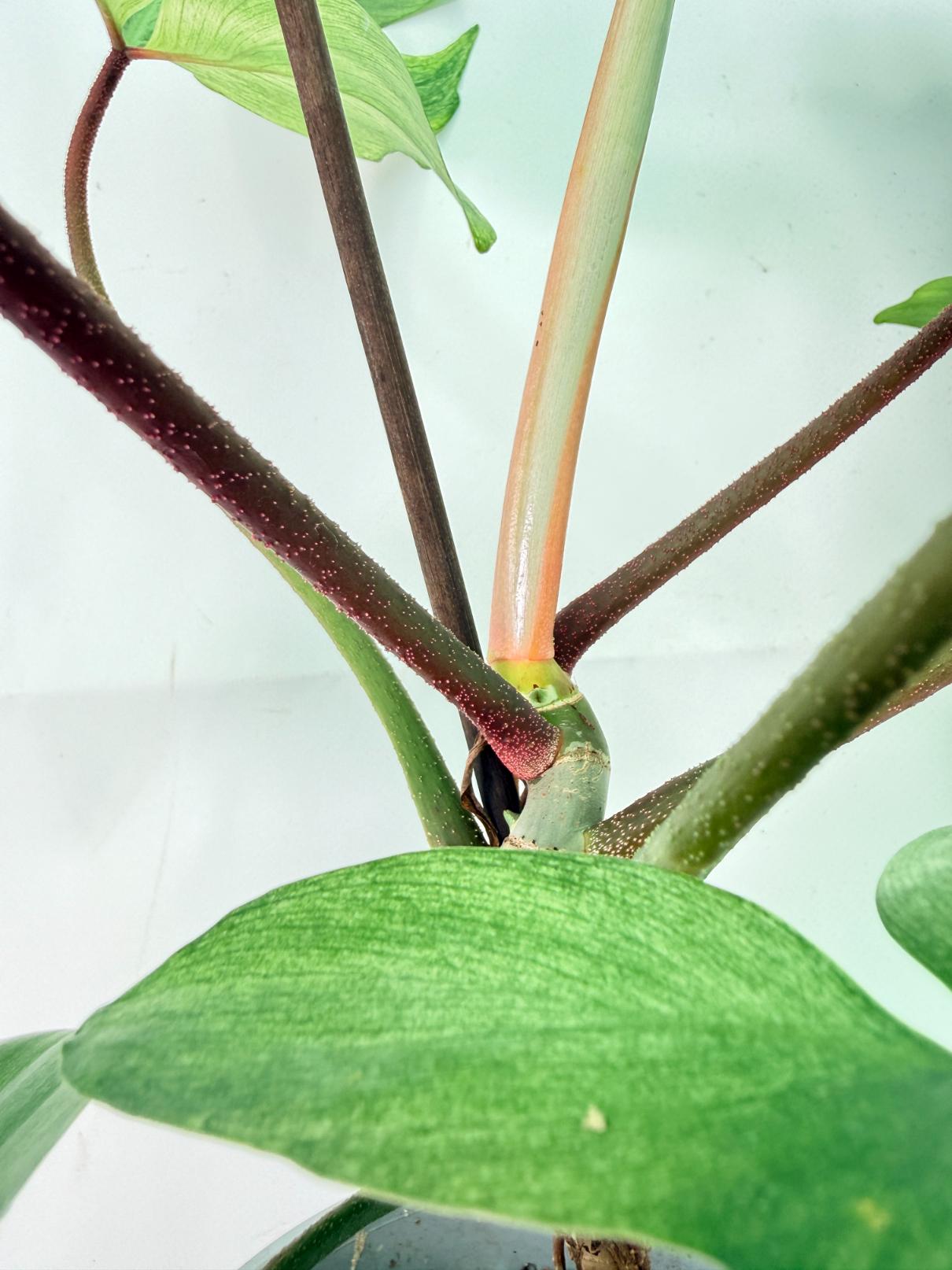 Philodendron florida ghost XL 09